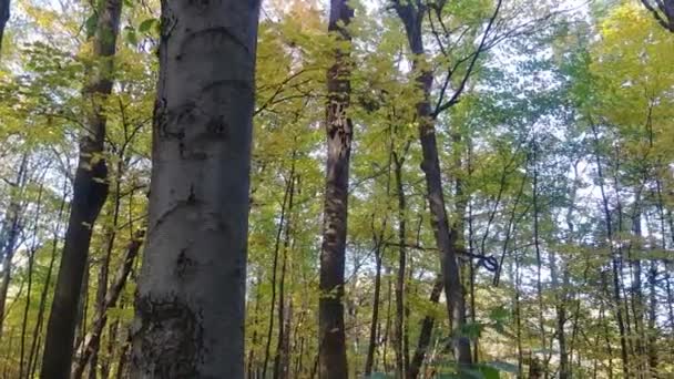 Slowly Moving Camera Fall Showing Large Woodpecker Tree — Stock Video