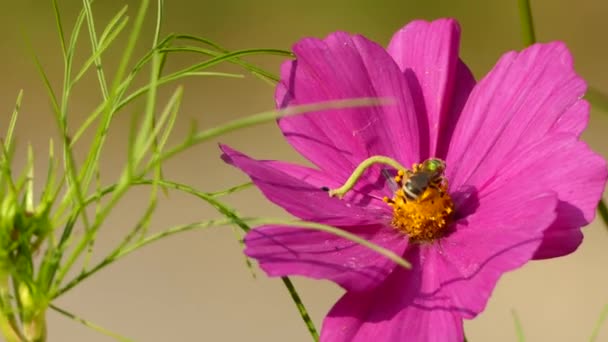 녹색벌은 애벌레 근처에 꽃에서 나오는 꽃가루를 히먹는다 — 비디오