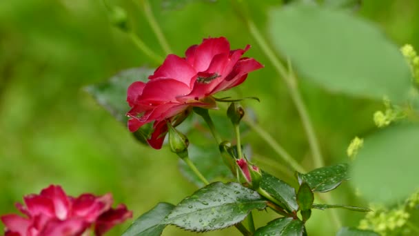 Puro Disparo Exuberante Flor Rosa Profunda Con Oruga Gotas Lluvia — Vídeos de Stock