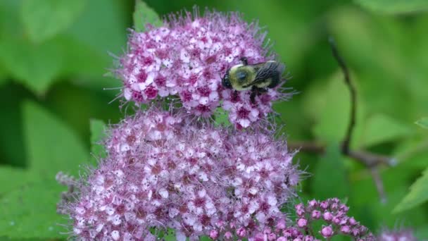 Flor Púrpura Con Abejorro Alimentación Visto Fondo Hoja Ancha Bokeh — Vídeos de Stock