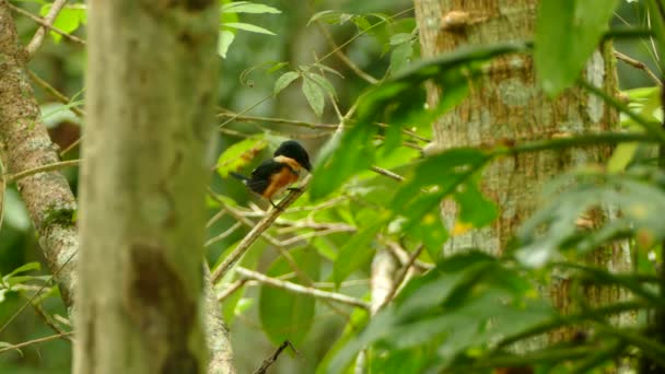 Красивий Птах Природному Фоні — стокове відео