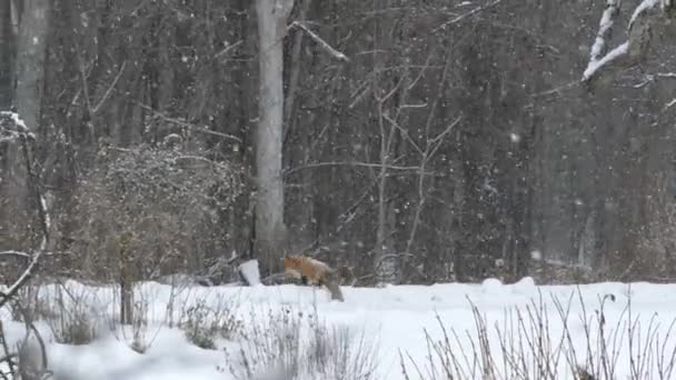 Hermosa Escena Naturaleza Mostrando Zorro Entrando Los Bosques Invierno Con — Vídeos de Stock