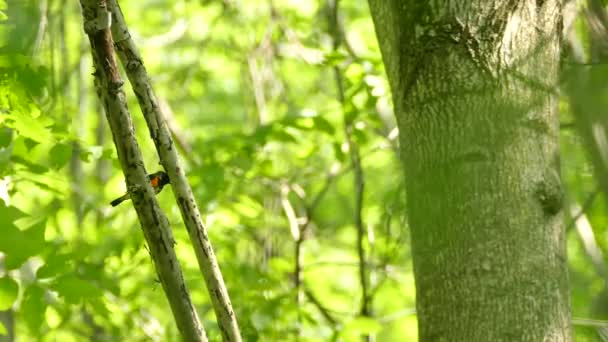 Beautiful Tiny Bird Redstart Settled Carolinian Forest Spring Migration — Stock Video