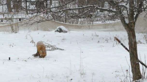 Slow Smooth Pan Shot Fox Feeding Snow Turning Head — Stock Video
