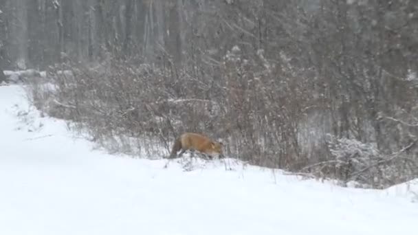 Zorro Rojo Salta Nieve Atrapa Presas Antes Comerlo Entero — Vídeo de stock