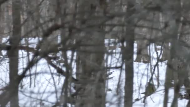 Raposa Correndo Neve Atrás Fileira Árvores Floresta Inverno Canadense — Vídeo de Stock