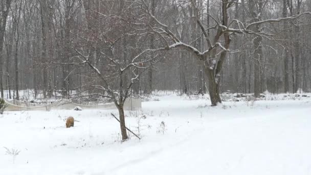 Bonita Paisagem Jardim Inverno Canadá Com Raposa Alimentando Meio Dele — Vídeo de Stock