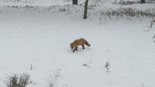 Здоровая Рыжая Лиса Ходит Диком Снежном Саду Двигает Головой Боком — стоковое видео