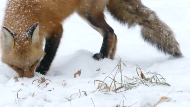 Закриття Лисиці Годують Зимою Під Час Досить Легкого Снігопаду Квебеку — стокове відео