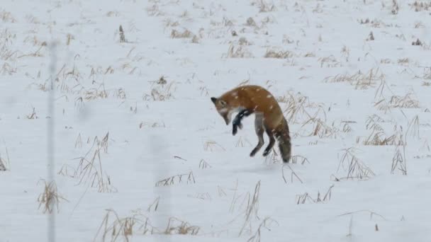 Довга Послідовність Червоної Лисиці Полі Взимку Снігом Падає — стокове відео