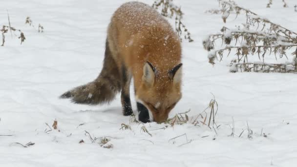 Zorro Rojo Con Hermosa Piel Invierno Con Copos Nieve Cayendo — Vídeos de Stock