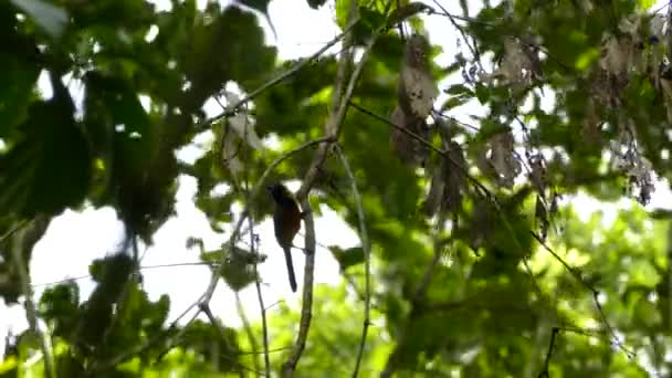 Hermoso Pájaro Sobre Fondo Natural — Vídeos de Stock