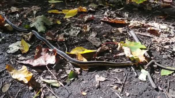 Камера Steadicam Пленки Черно Желтая Змея Обнажая Лес Позади — стоковое видео