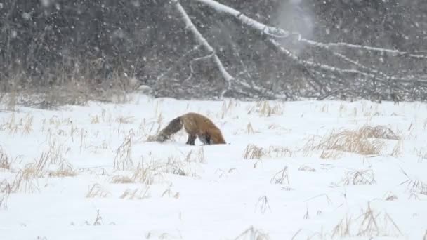 Rode Vos Probeert Keer Muis Vangen Door Springen Sneeuw Tijdens — Stockvideo