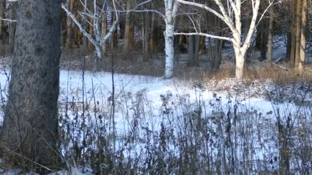 Χιονισμένο Πεδίο Σούρουπο Αλεπού Περπάτημα Δει Μέσα Από Αποξηραμένα Κλαδιά — Αρχείο Βίντεο