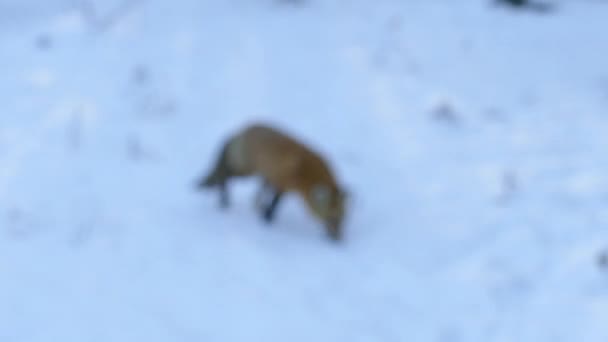 Fox Avvicina Spettatore Guardare Patch Innevato Sciolto Nel Giardino Invernale — Video Stock