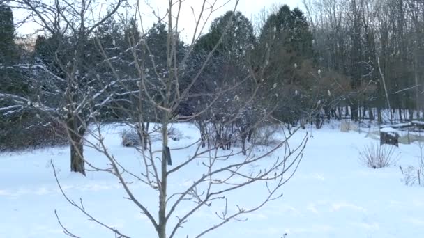 Öffentlicher Garten Ist Rotfuchsrevier Für Die Jagd Nordamerikanischen Winter — Stockvideo