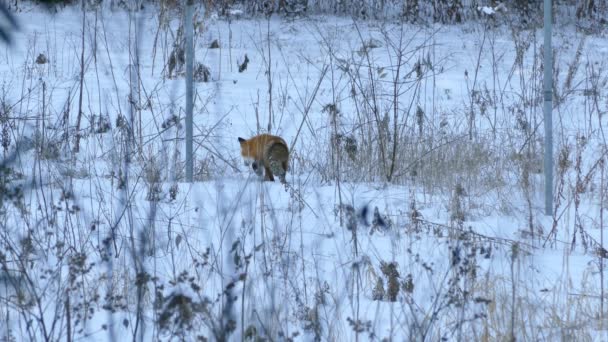 Fox Acerca Muy Lentamente Ubicación Una Presa Potencial Escondida Nieve — Vídeos de Stock