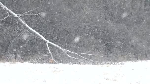 Bright Snowy Field Fox Distance Walking End Forest — Stok Video