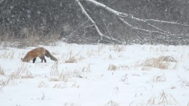 Fox Ugrás Fej Első Hóban Fény Hóesés Szélén Egy Mező — Stock videók