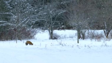 Montreal 'de kış boyunca tilki beslenmiş halktan bir bahçe fotoğrafı.