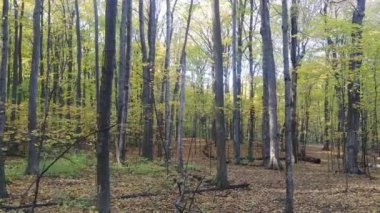 Ağaçkakan ağaçtan ağaca uçuyor, kameraya kaydedilmiş.