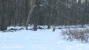 Fox kışın Kanada koruma alanında karlı yolda yürüyor.