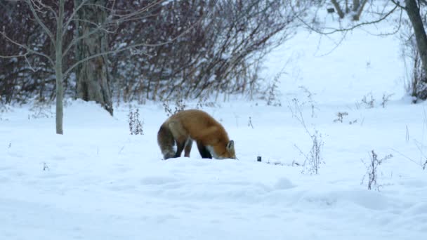 Fox Nutre Lontananza Terreni Innevati Con Qualche Albero Alle Spalle — Video Stock