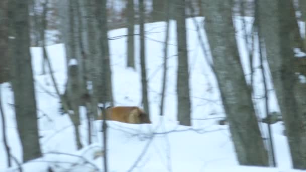 Fox Com Pele Agradável Vai Embora Apoiando Câmera Floresta Neve — Vídeo de Stock