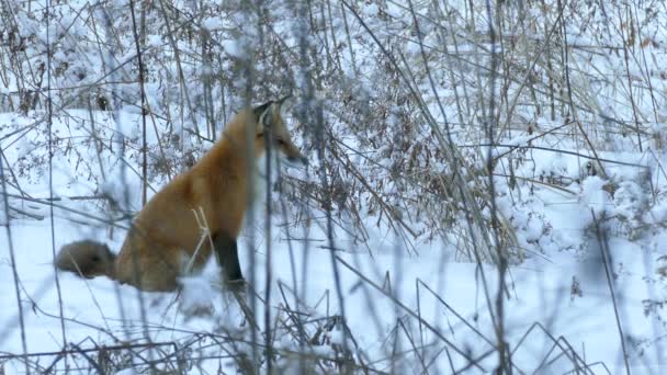 狐狸在雪地里坐下来节省能源 然后站着走开了 — 图库视频影像