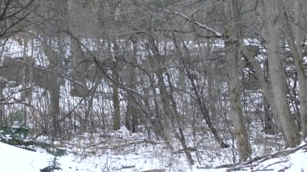 Fox Caminhando Através Menor Formação Piscina Rochosa Floresta Canadense Inverno — Vídeo de Stock