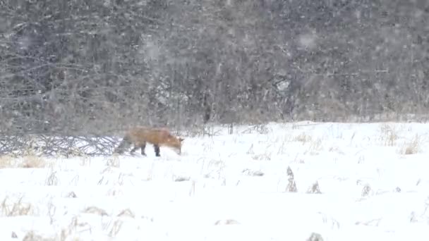 Waldrand Winter Mit Schneefall Und Rotfuchs Der Mit Lässigkeit Geht — Stockvideo