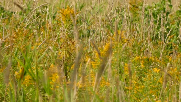 Campo Ocupado Flores Amarelas Grama Cheia Abelhas Outros Insetos Voadores — Vídeo de Stock