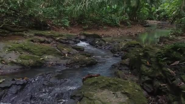 Güzel Yağmur Ormanlarındaki Küçük Bir Nehrin Pürüzsüz Sabit Süzülen Görüntüsü — Stok video
