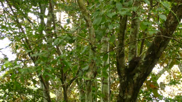 Apretados Medianos Anchos Tiros Pájaro Enredadero Arrastrándose Bosque Salvaje — Vídeo de stock