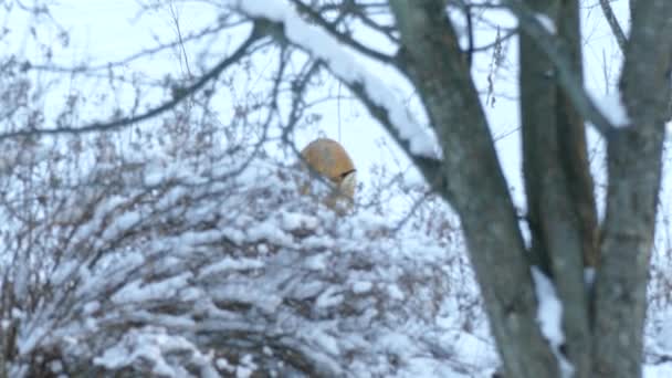 Красива Червона Лисиця Йде Глядача Швидкому Темпі Снігу — стокове відео