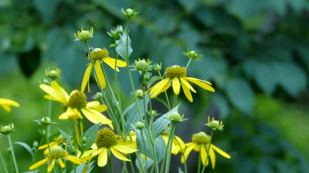 Lote Flores Amarillas Naturaleza Siendo Alimentadas Por Abejorros — Vídeos de Stock