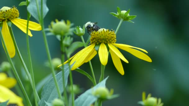 Primer Plano Macro Plano Detallado Gran Abeja Centro Perforación Flor — Vídeos de Stock