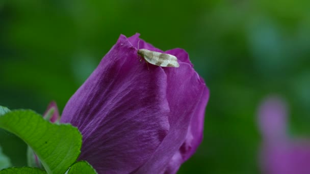 花弁の上に動かずに立っている蛾のあるきれいな紫色の花 — ストック動画