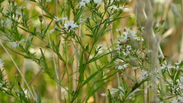 Grote Bij Vliegen Kleine Plant Met Witte Bloemen Groeien Zijn — Stockvideo