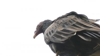 Bir Türk Akbabası 'nın kırmızı yüzü eğilirken geriye bakıyor.