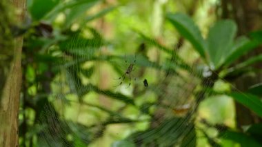 Ağ merkezindeki büyük örümceğin keskin bir görüntüsü.