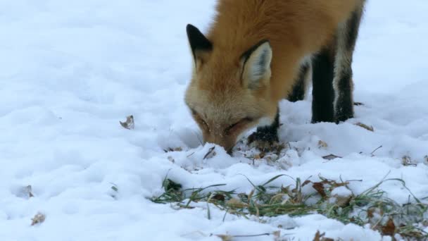 Närbild Räv Äta Något Snön Och Titta Kameran — Stockvideo