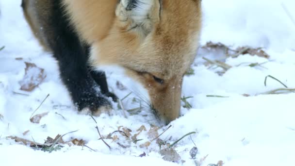 Closeup One Minute Shot Fox Head Little Bit Snow Its — Stock Video