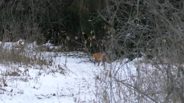 Fox Alejándose Cámara Sendero Con Nieve Ligera Durante Invierno Canadiense — Vídeos de Stock