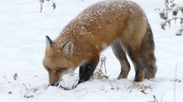 Verlängert Eine Minute Schuss Schöne Rotfuchs Kauend Unter Einem Schneefall — Stockvideo