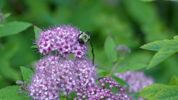 Bumblebee Τρέφονται Από Μοβ Θάμνο Του Φωτός Λουλούδια Πράσινα Φύλλα — Αρχείο Βίντεο