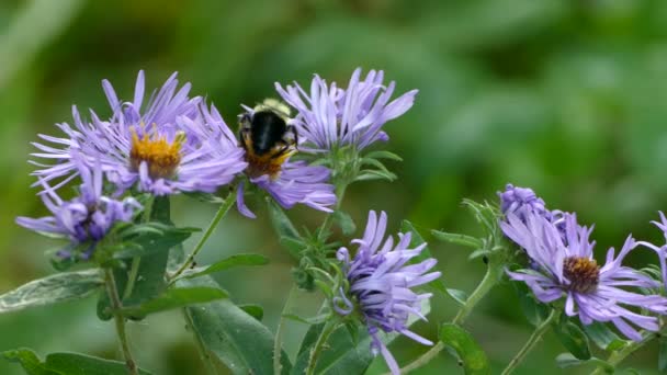 Ζωντανό Πολύχρωμο Πλάνο Του Bumblebee Σίτιση Από Μοβ Λουλούδια Βράδυ — Αρχείο Βίντεο