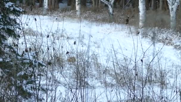 Delvis Dold Räv Bakom Grenar Hoppar Snön Vinterfältet — Stockvideo