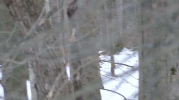 Rastreamento Tiro Raposa Vermelha Andando Floresta Inverno Com Neve Chão — Vídeo de Stock